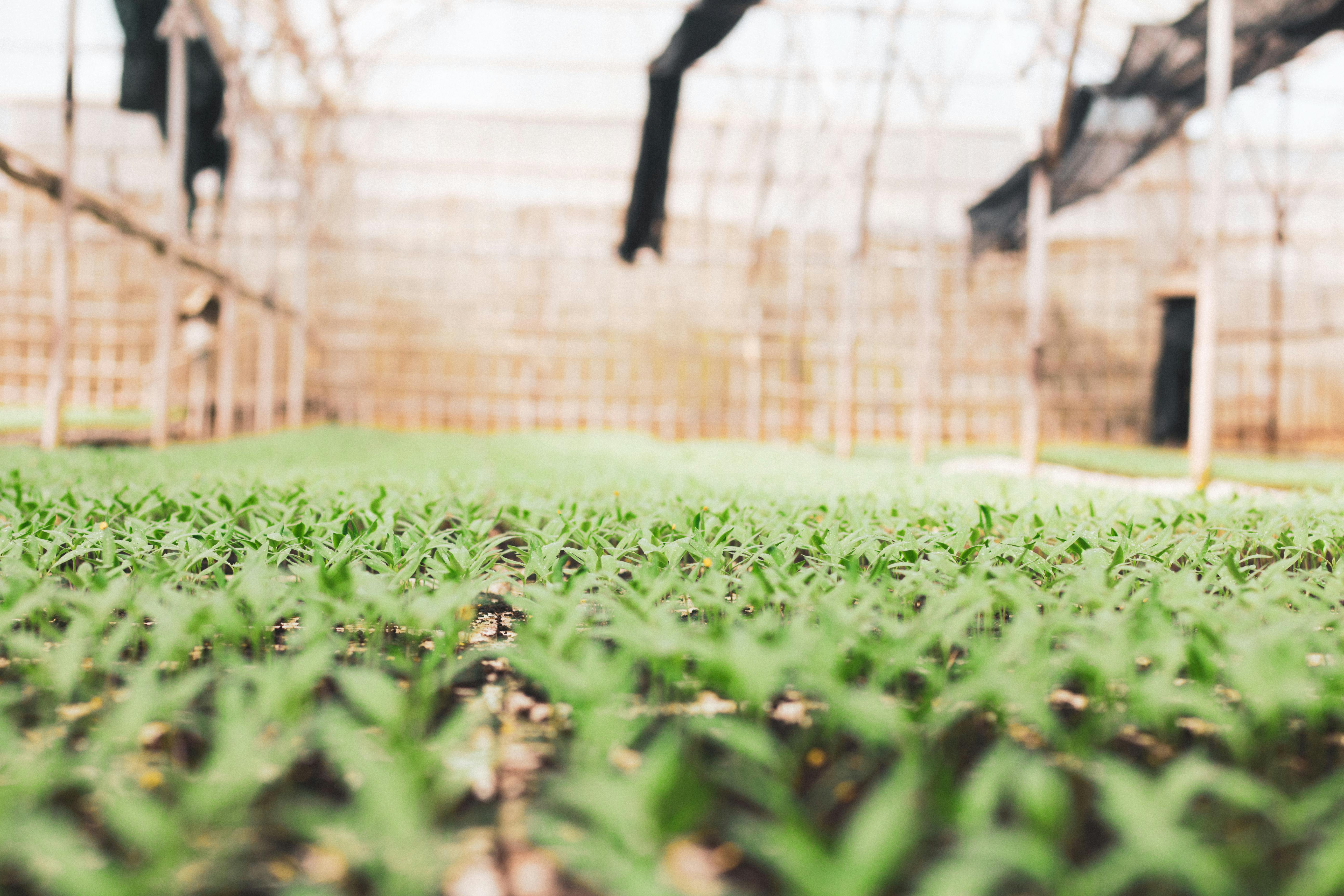 Agriculture